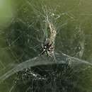 Image of Tropical tent-web spider