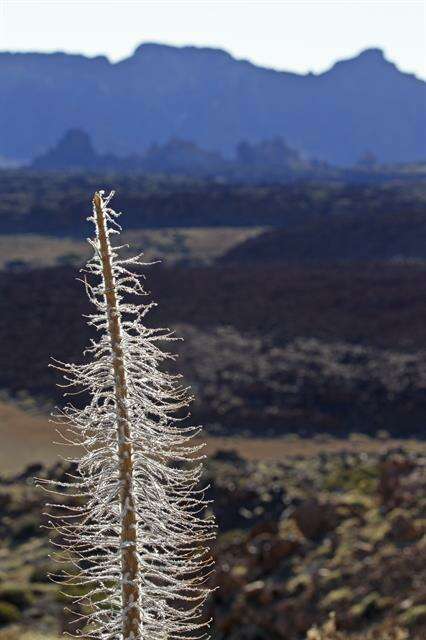 Image of viper's bugloss