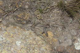 Image of Largescale Spiny Lizard