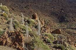 Image of viper's bugloss