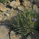 Image de Erysimum scoparium (Brouss. ex Willd.) Wettst.