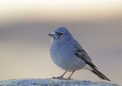 Слика од Fringilla Linnaeus 1758