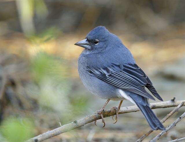 Слика од Fringilla Linnaeus 1758