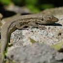 Image of Gallot's Lizard