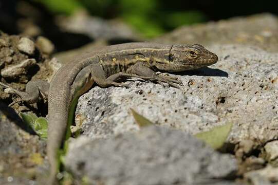 Image of Tenerife Lizard