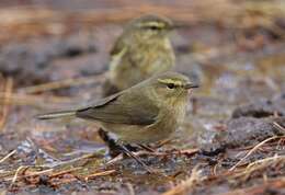 Image of Canary Islands Chiffchaff