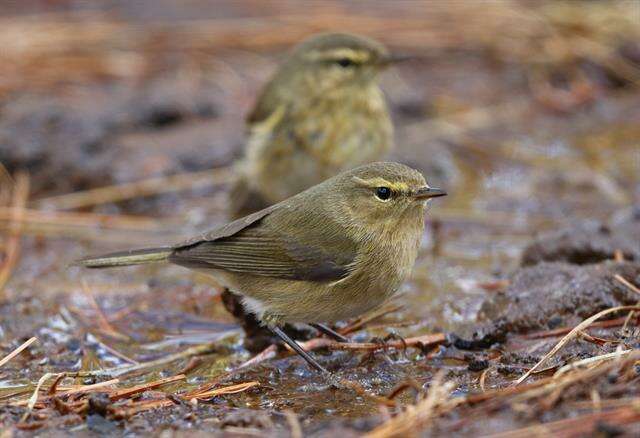 Image of Canary Islands Chiffchaff