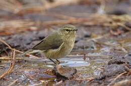 Image of Canary Islands Chiffchaff