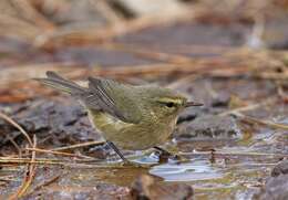 Image of Canary Islands Chiffchaff