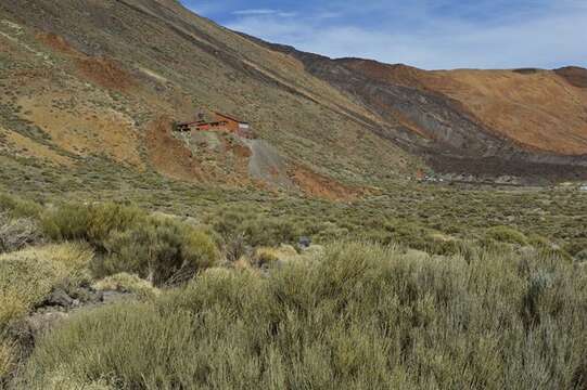 Image of Tiede White Broom