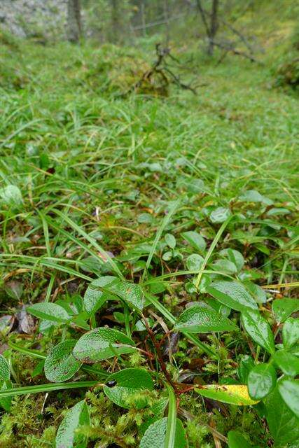 Image of netleaf willow