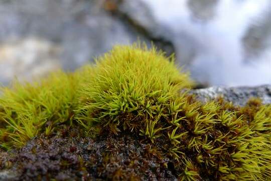 Image of tortella moss