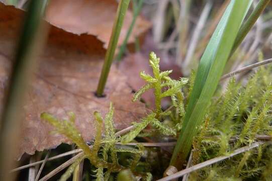 Image of Amblystegiaceae