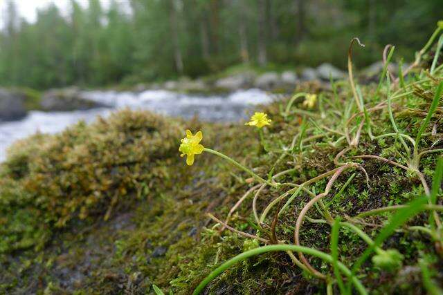 Image of Creeping Spearwort