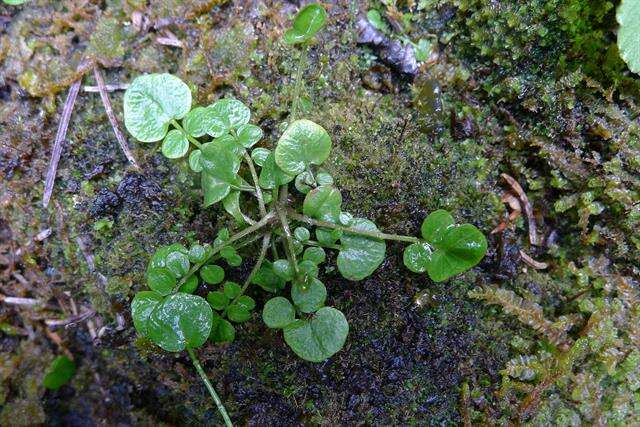 Image of Cardamine pratensis subsp. paludosa (Knaf) Celak.