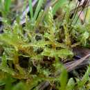 Image of sanionia moss