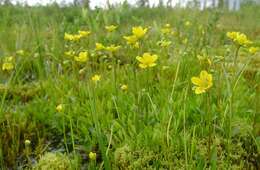 Слика од Saxifraga hirculus L.