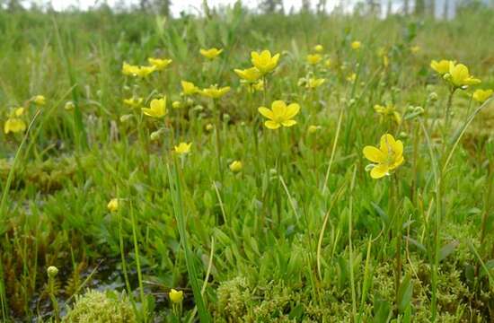 Image of Yellow Marsh Saxifrage