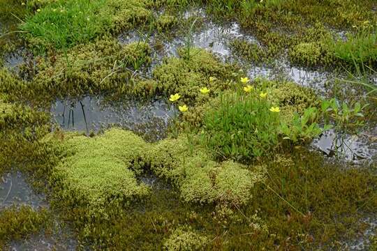 Image of Yellow Marsh Saxifrage