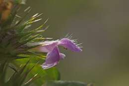 Image of horehound