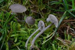 Image of Entoloma lucidum (P. D. Orton) M. M. Moser 1978