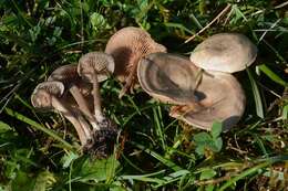 Image of Entoloma undatum (Gillet) M. M. Moser 1978