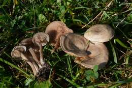 Image of Entoloma undatum (Gillet) M. M. Moser 1978