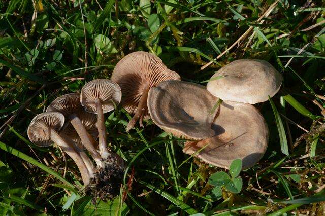 Image of Entoloma undatum (Gillet) M. M. Moser 1978