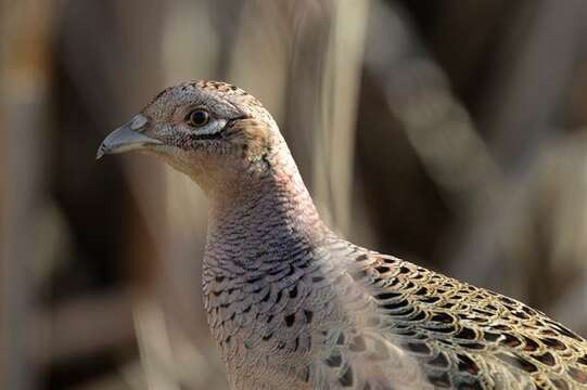 Imagem de Phasianus Linnaeus 1758