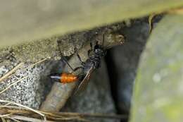 Image of Cutworm Wasps