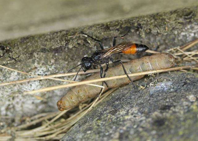 Image of Cutworm Wasps