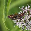 Plancia ëd Pyrausta purpuralis Linnaeus