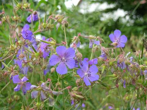 Image of geranium