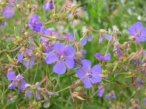 Image of geranium