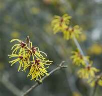 Image of Witch-hazel