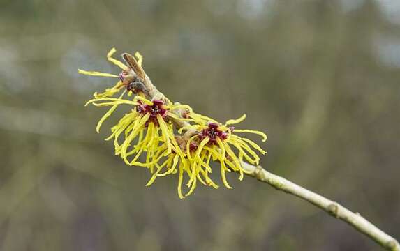 Image of Witch-hazel