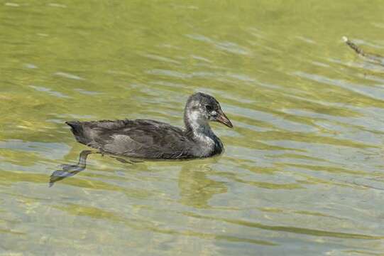 Imagem de Fulica Linnaeus 1758