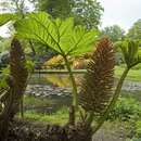 Image of giant rhubarb