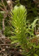 Image of clubmoss