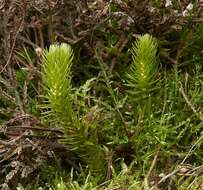 Image of clubmoss