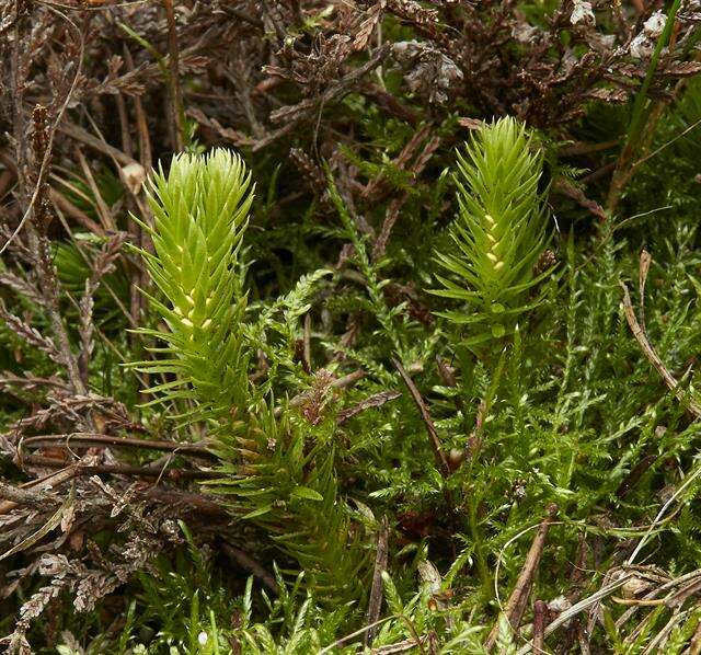 Image of clubmoss