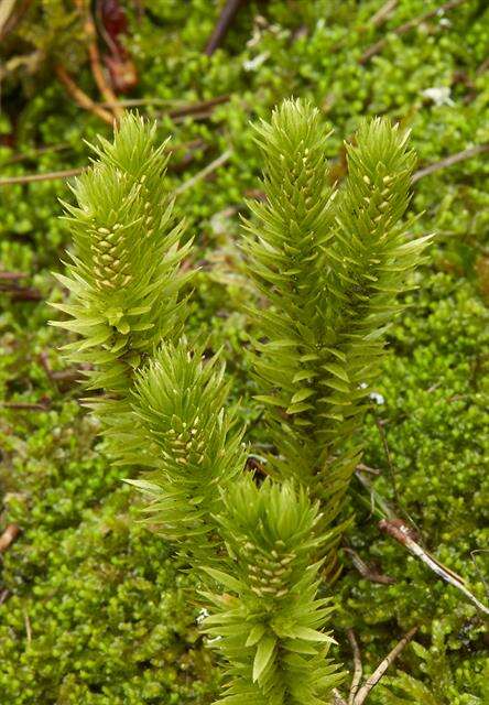 Image of clubmoss