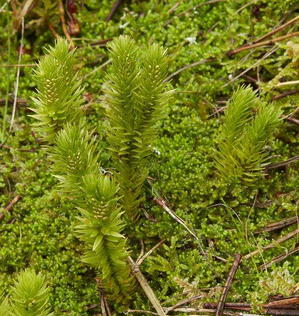 Image of clubmoss