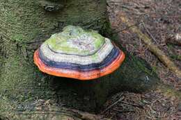 Image of Fomitopsis