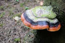 Image of Fomitopsis