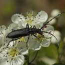 Image of capricorn beetle