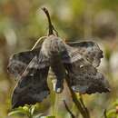 Image of poplar hawk-moth
