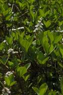 Image of bogbean