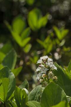 Image of bogbean