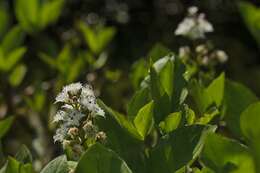 Image of bogbean